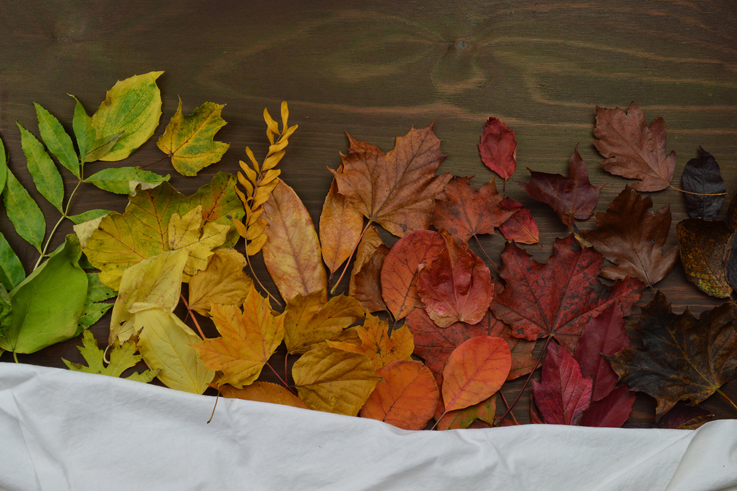 leaves in a row, going from green, to yellow, to orange, to red, to brown, to black