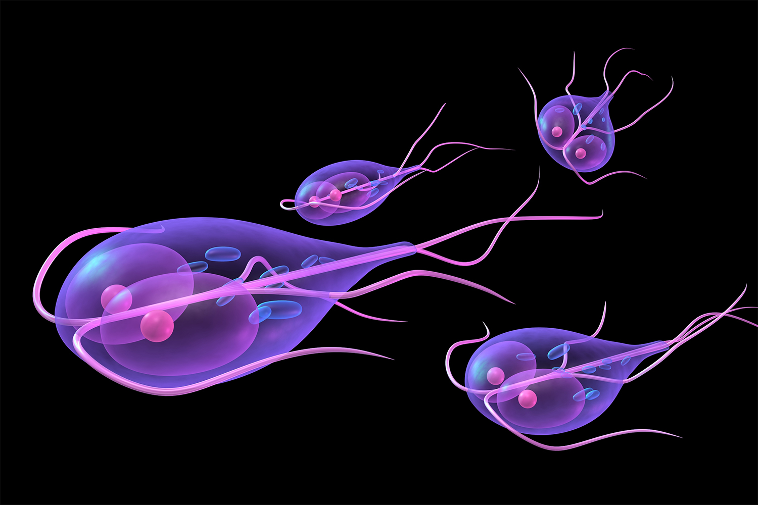 The giardia parasite