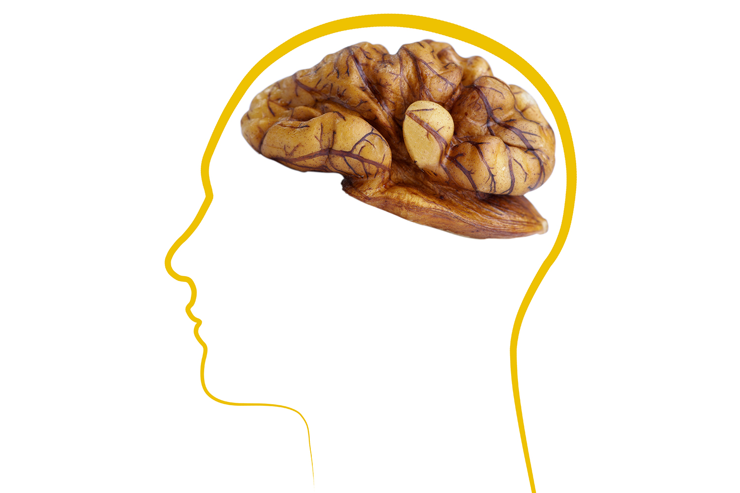 a drawing of a head with a walnut for a brain