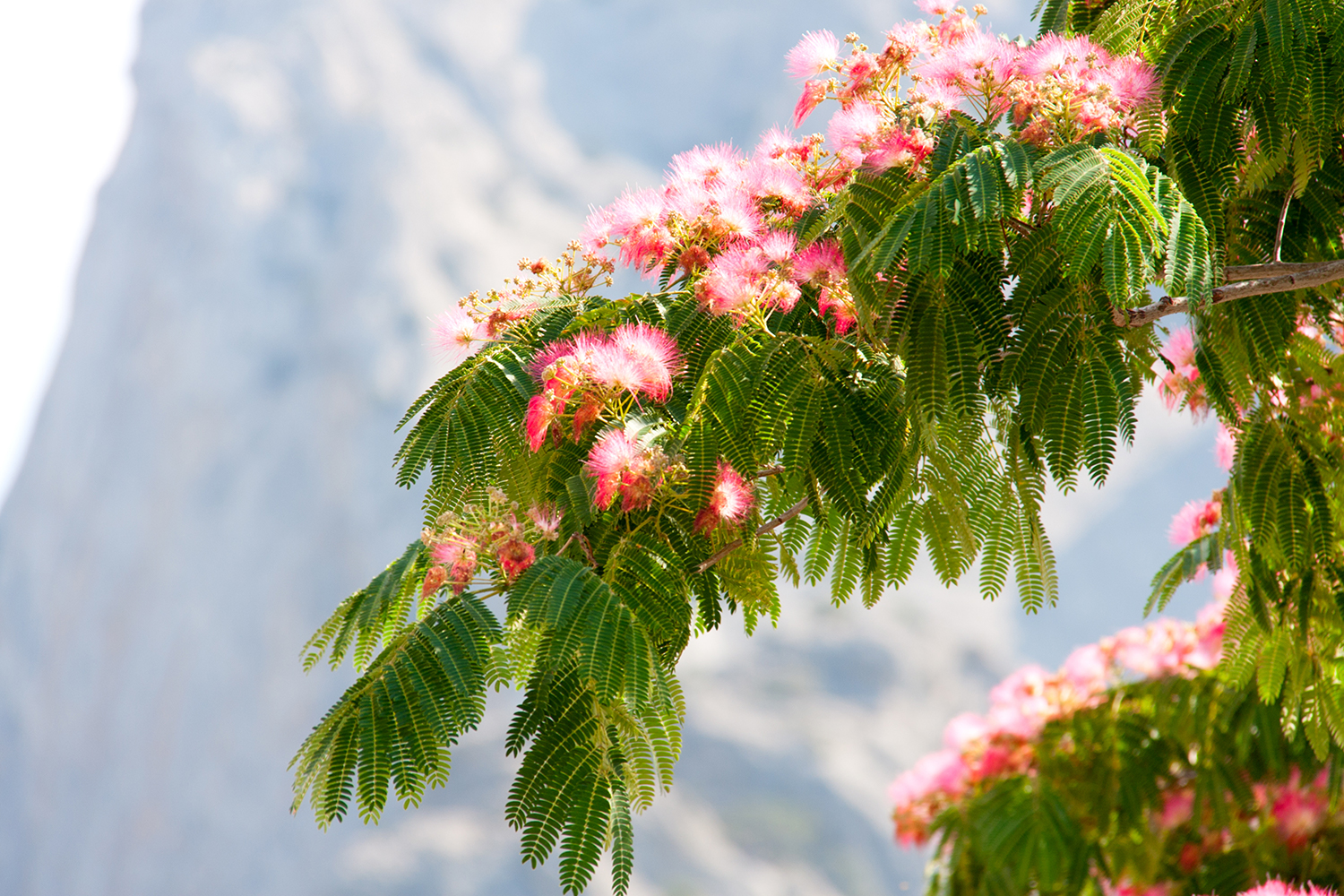 A Persian silk tree in bloom.