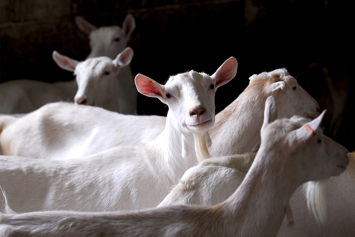 a herd of dairy goats, making their funny goat smirk