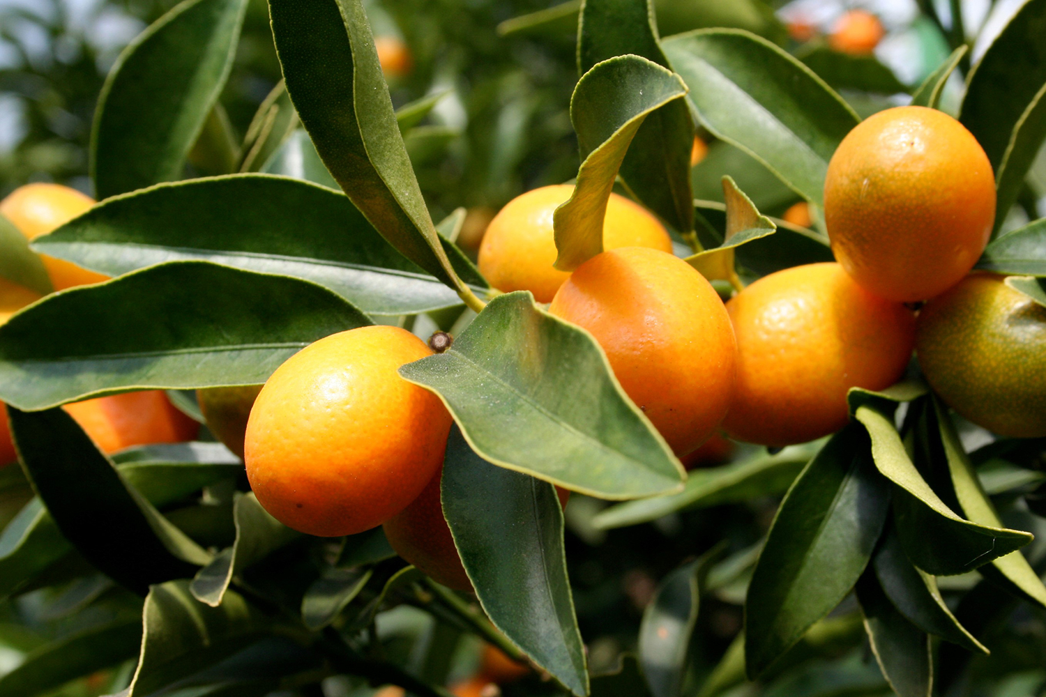 Kumquats growing  on the tree.