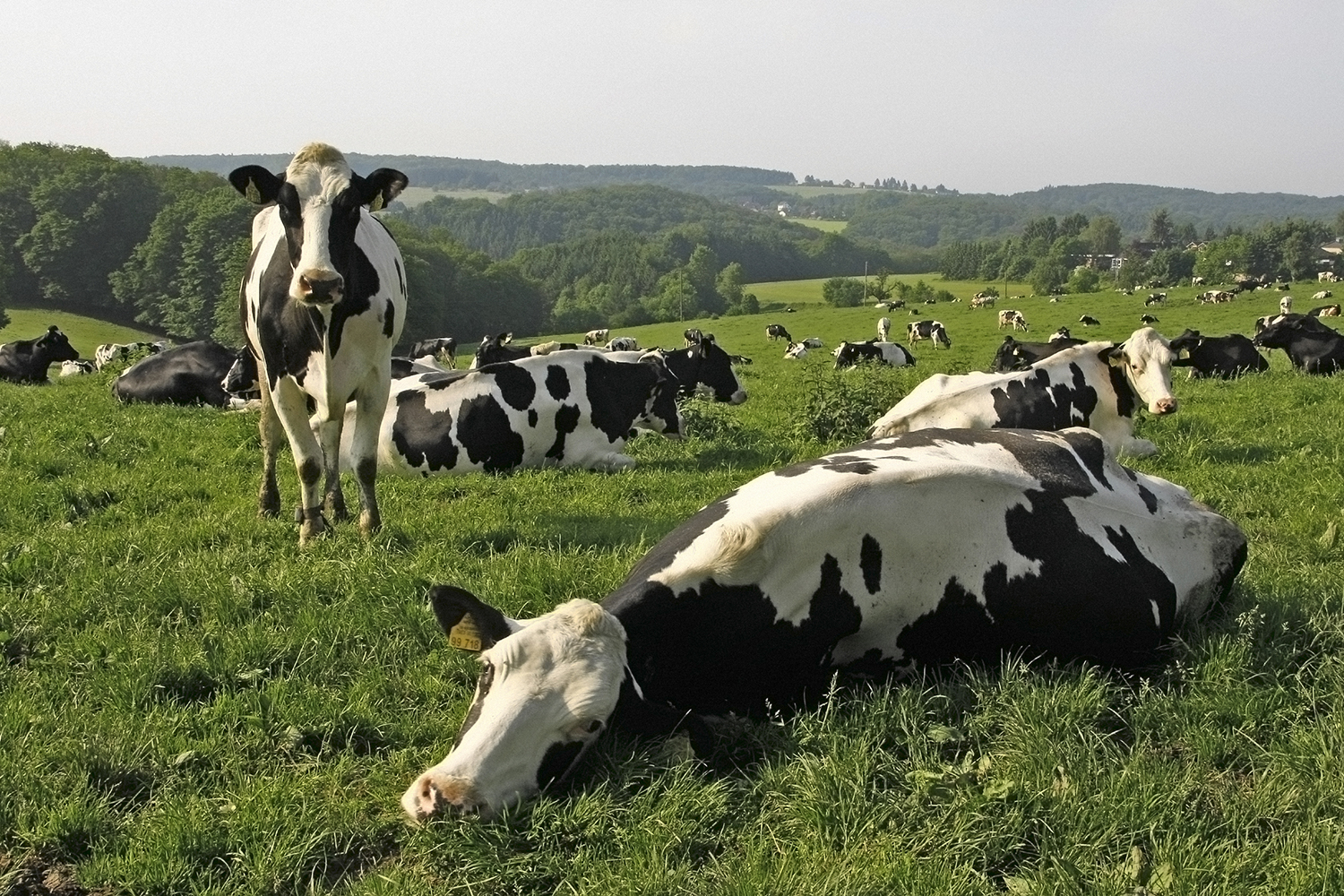 Happy cows in a green pasture.