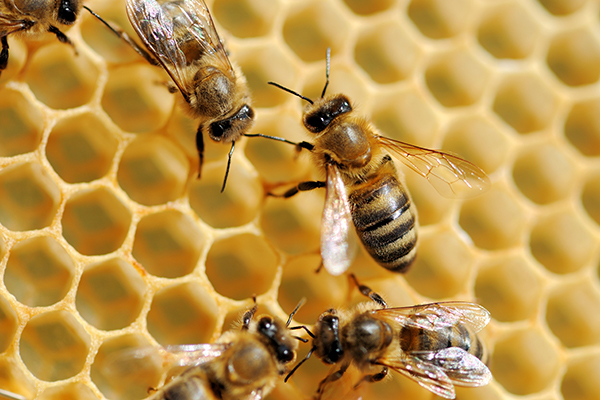 healthy honeybees