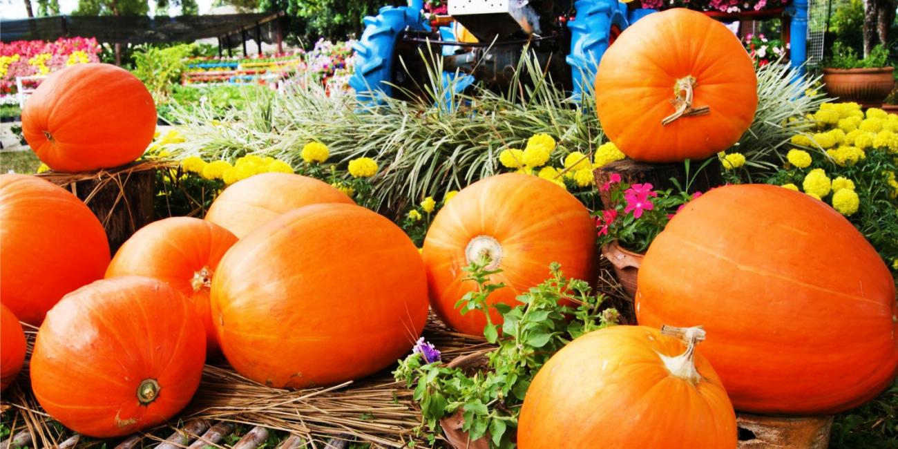 Roasted Stuffed Pumpkin
