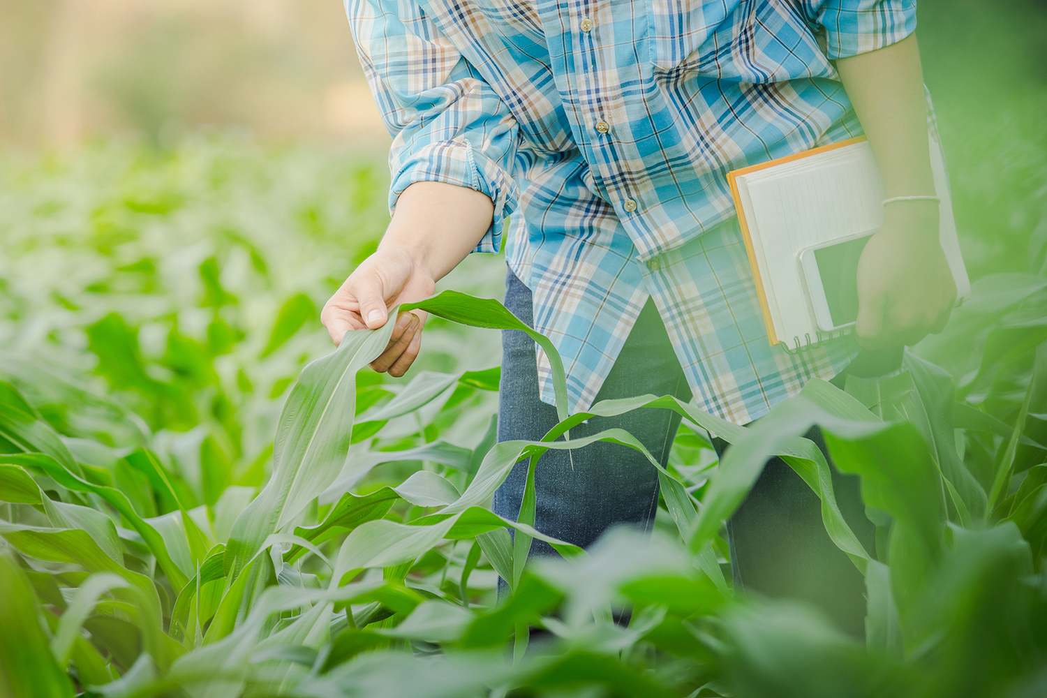 a man in a field inspecting the organic produce