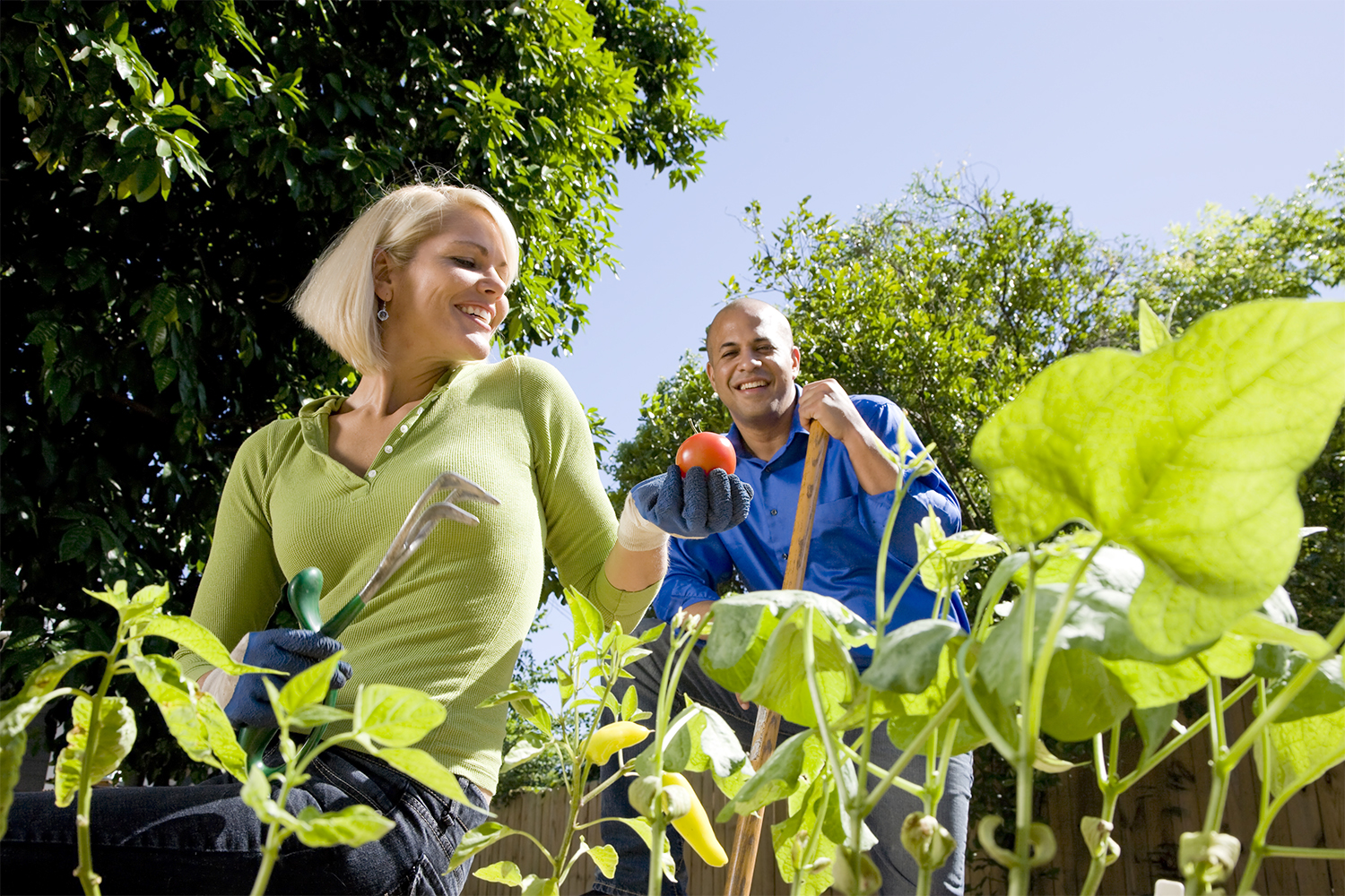 a couple harvesting homegrown tomatoes from their vegetable garden