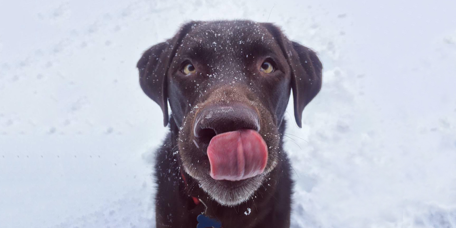 Dog with its tongue out 