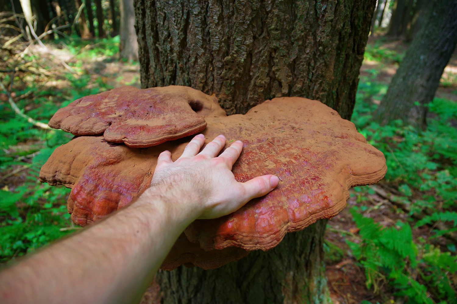 A man's hand on a mature wild Reishi mushroom growing on a tree in the forest.