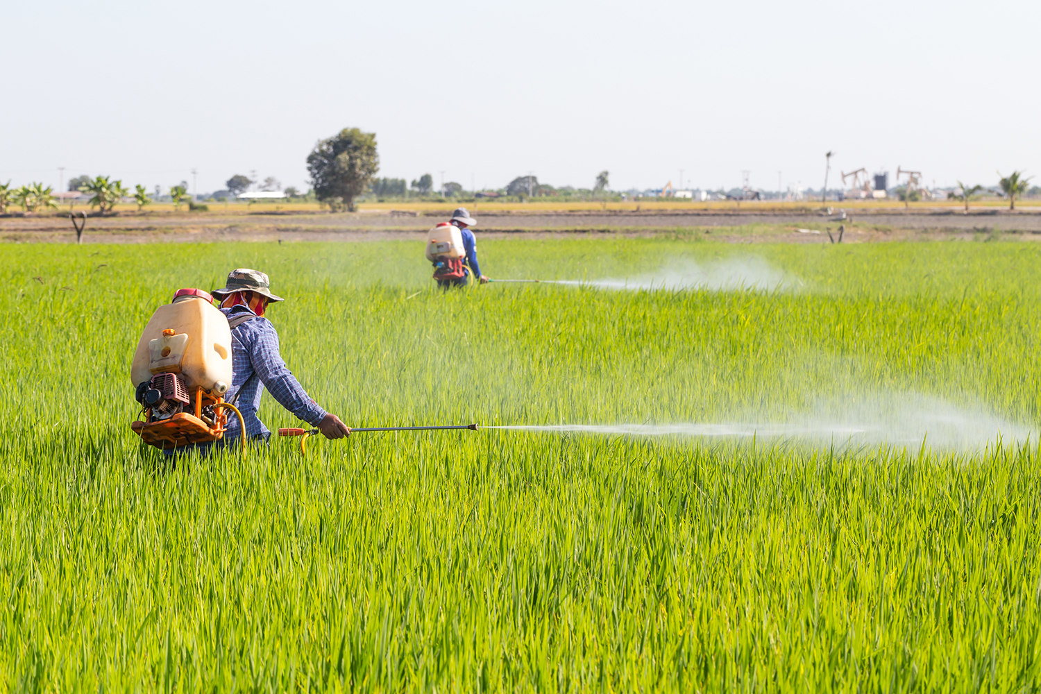 Farmers spraying pesticide in a rice paddy