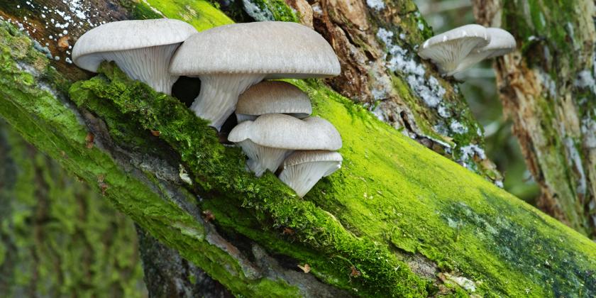 oyster mushrooms growing in the wild