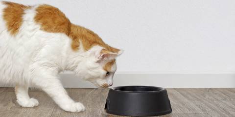 Tabby cat looking curious to a pet food dish.