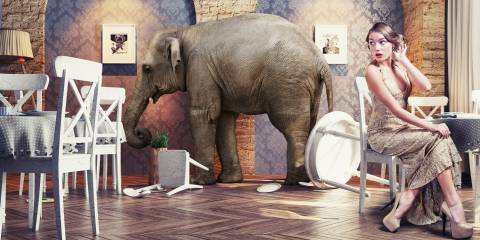 A woman preening and ignoring the elephant in the room, literally.