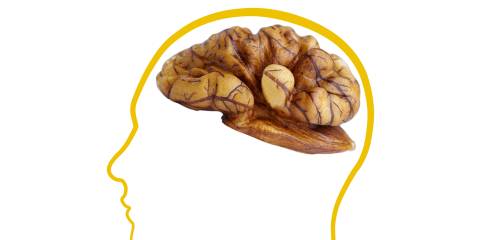 a drawing of a head with a walnut for a brain