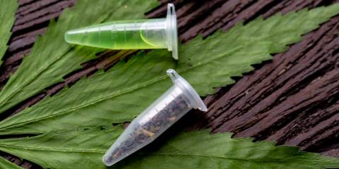 DOWNLOAD PREVIEW  Background of Cannabis Drugs, Analysis of Cannabis in laboratory for education.