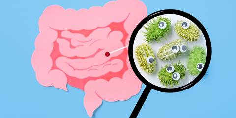 an illustration of intestines, with a magnifying glass showing good bacteria