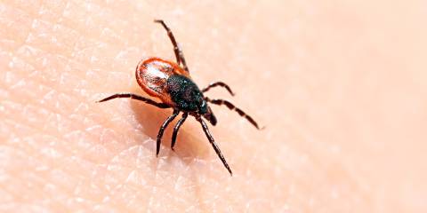 a tick on human skin