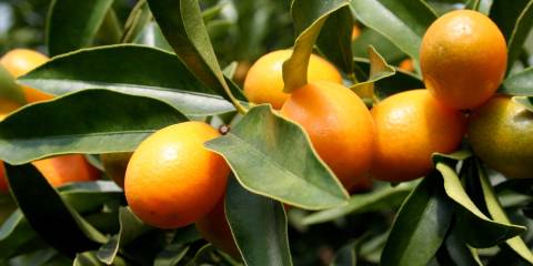 Kumquats growing  on the tree.