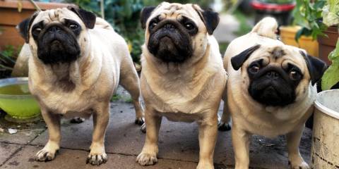Three pugs hanging out near gardening supplies