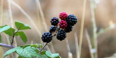 blackberries growing in the wild