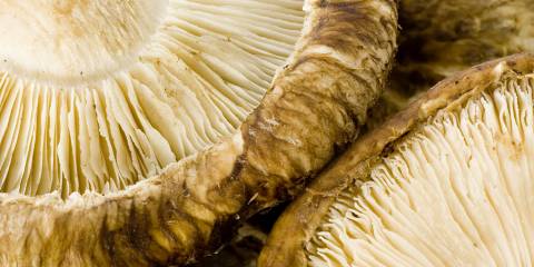 a close-up of shiitake mushroom fruiting bodies