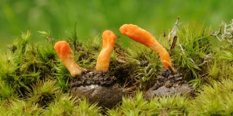 Cordyceps fungus growing in the wild