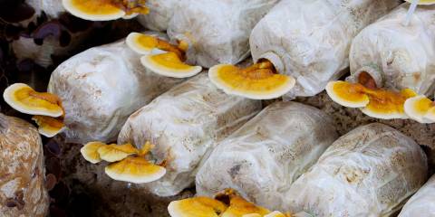mushrooms growing out of substrate in a farm