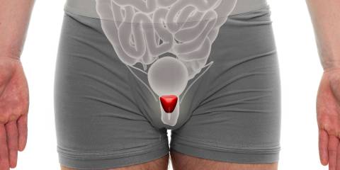 an illustration of male anatomy, with the prostate highlighted