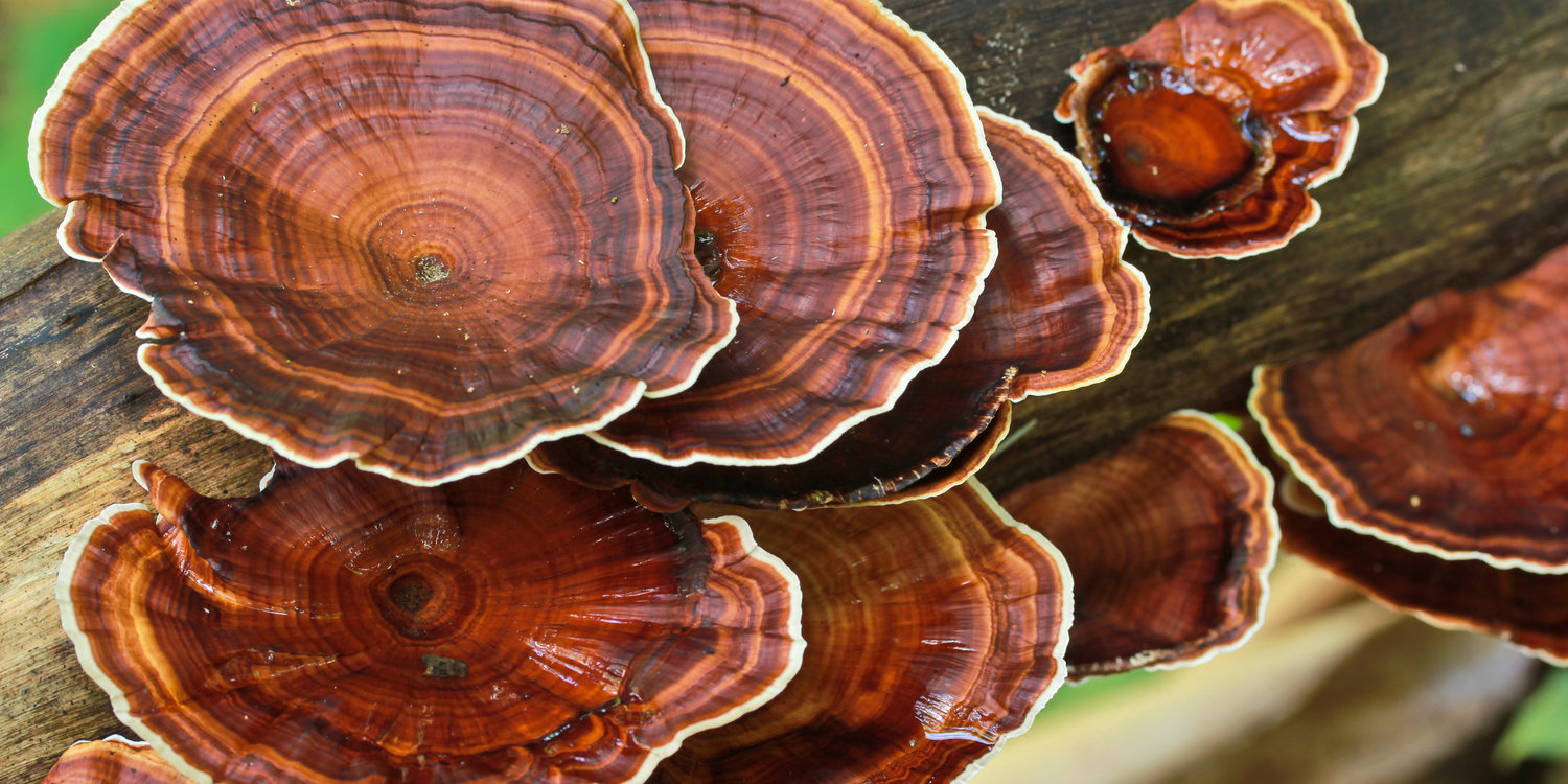 Reishi Mushrooms