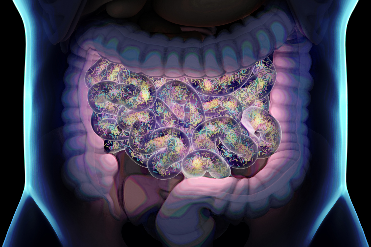 an illustration of the intestines and their healthy bacteria
