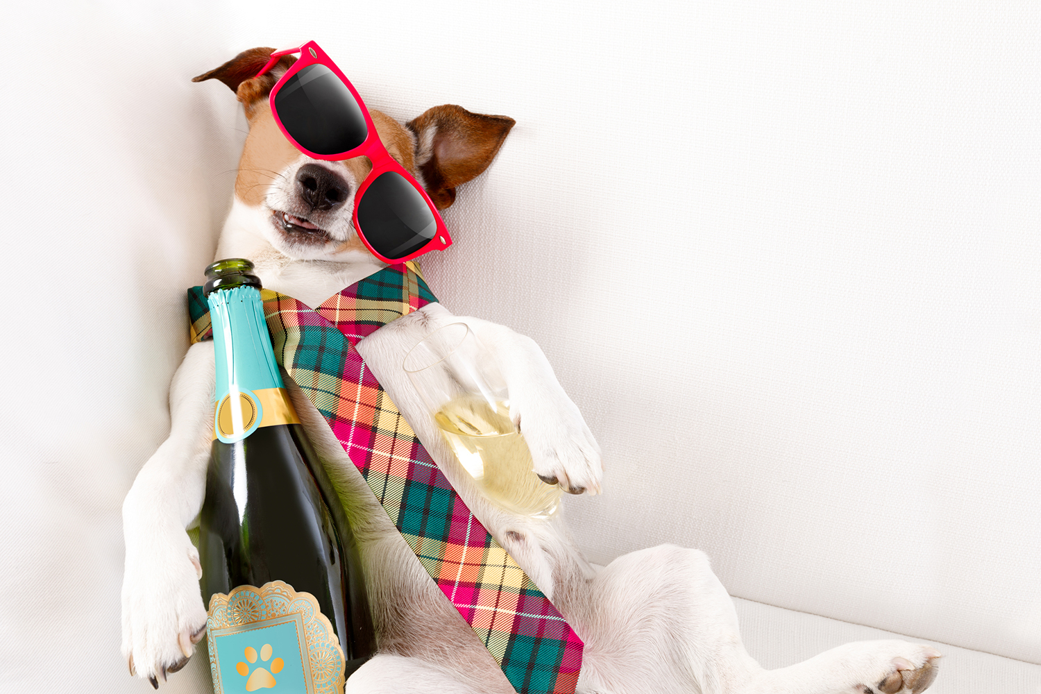 a terrier with a really nasty champagne hangover